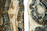Mammoth Molar Slices with Case - South Carolina #238441-2